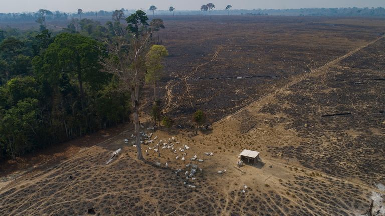 Conservationists warn the new law threatens to accelerate rainforest destruction. Pic: AP