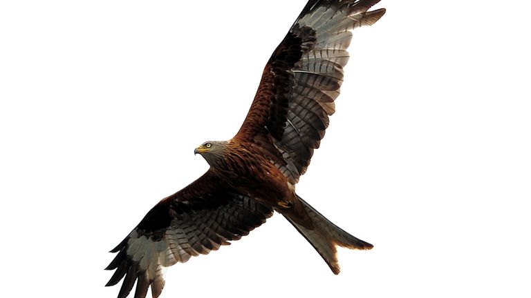 Red Kites are breeding rapidly in parts of England 