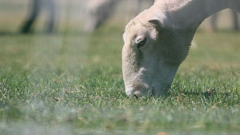 THE DAILY CLIMATE SHOW AND SHEEP BEING USED AS LAWN MOWERS