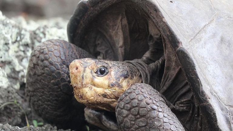 Galapagos turtle