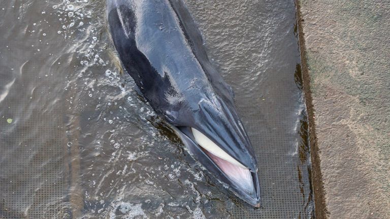 Baleine dans la Tamise.  Crédit: Richard Frank