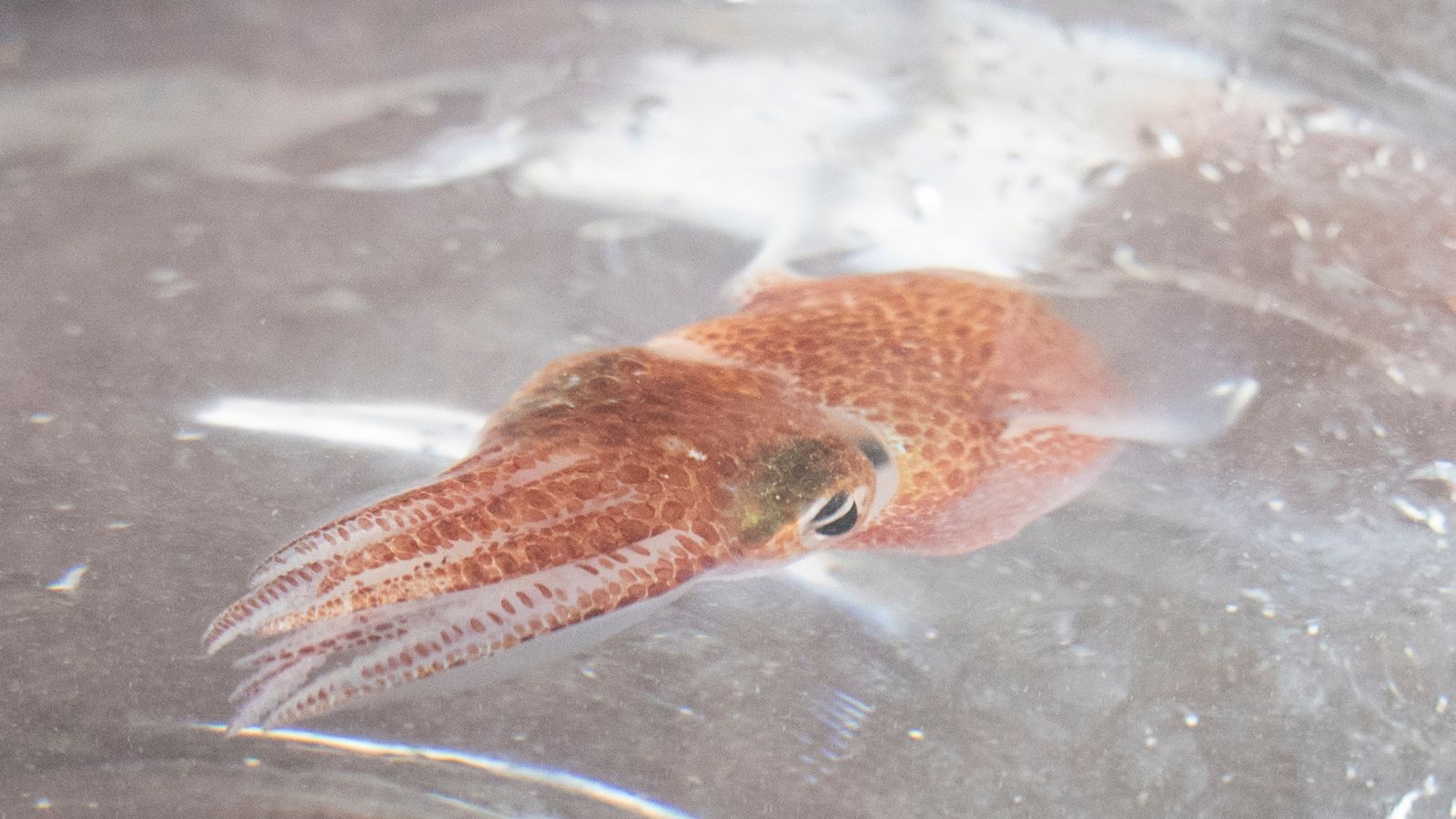 Squids in space! Hawaiian cephalopods to help keep astronauts healthy