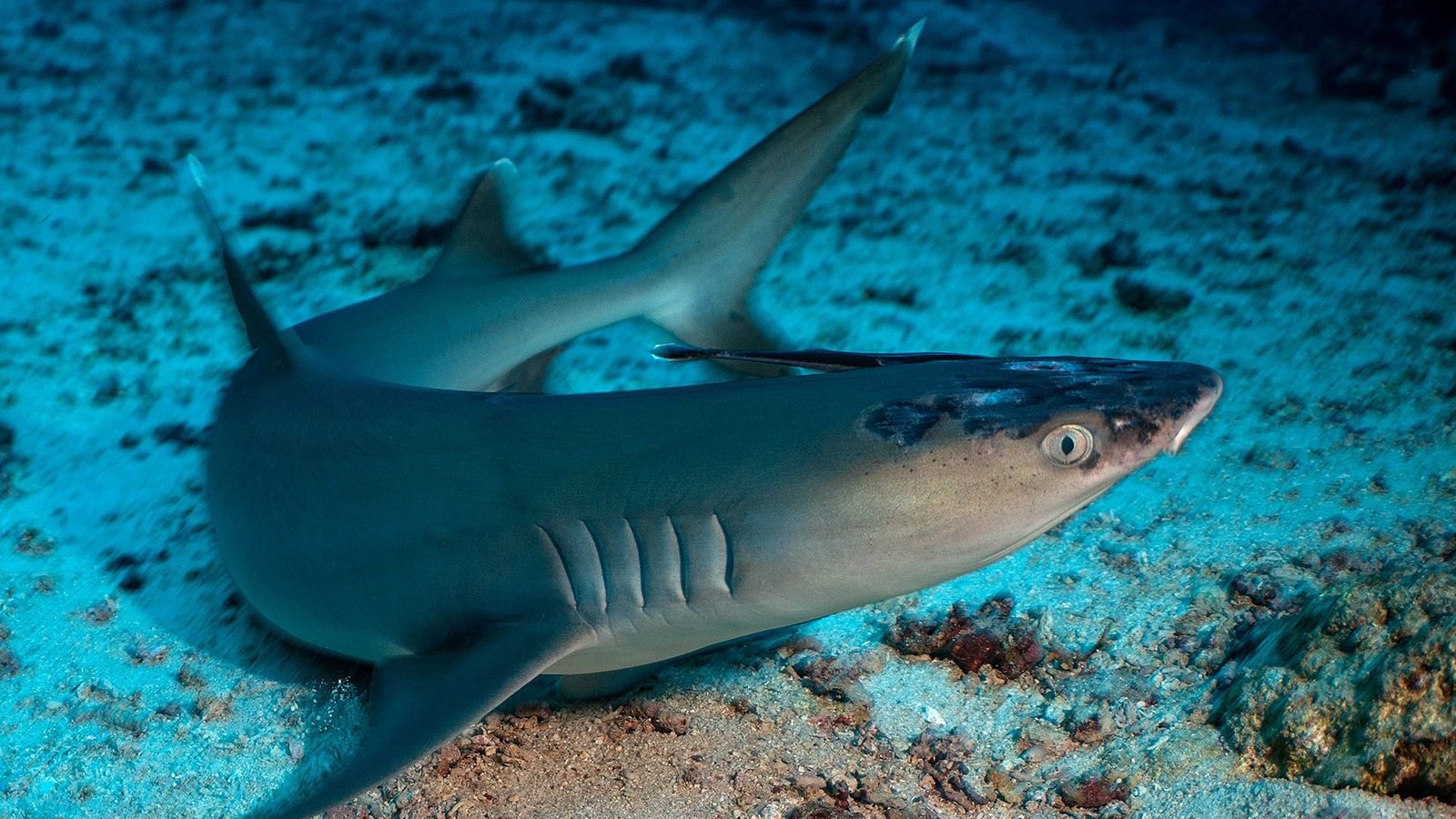 Mystery skin disease affecting whitetip reef sharks could be caused by ...