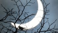 A bird rests on a branch as a partial solar eclipse is seen, near Bridgwater, in south western England, March 20, 2015. REUTERS/TOBY MELVILLE