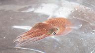 A squid is shown at a lab in Honolulu on June 11, 2021. Pic: AP                                        