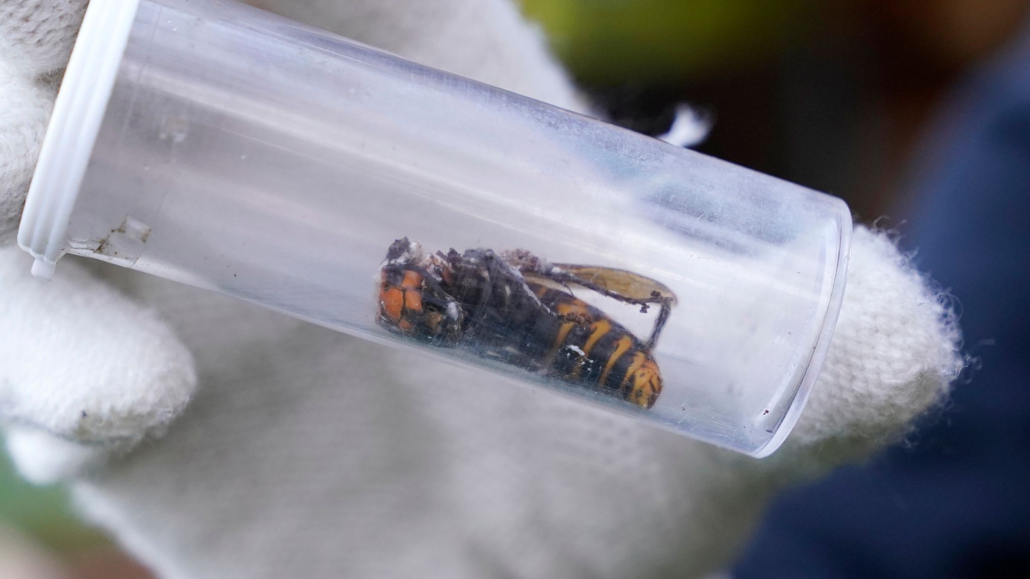 'A Perplexing Find': Murder Hornets Discovered In US For The First Time ...