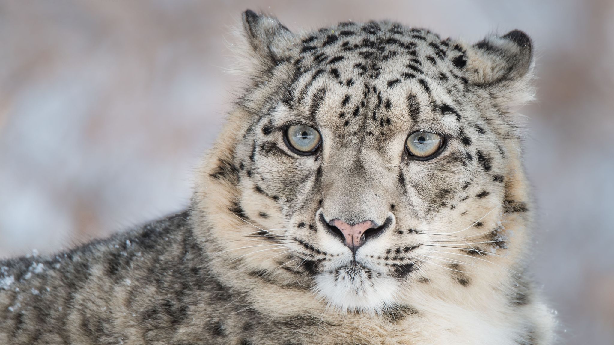 Climate change threatening iconic British species says WWF | Sky News