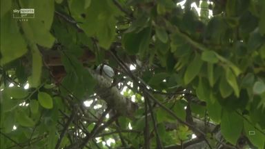 Hughes' tee shot bounces into a tree! 