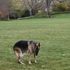 'Our sweet, good boy': Biden family pay tribute after death of pet dog Champ