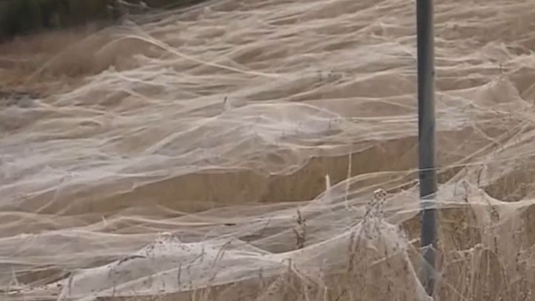 A large number of spider webs appears in Australia after recent floods