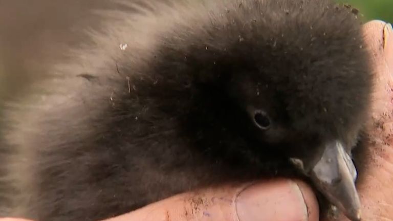 baby puffin: EU fishing causes puffin population loss 