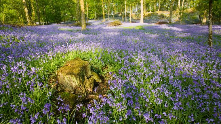 Bluebell woods could become a thing of the past in southern and central England 