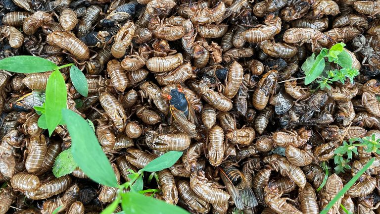 The insects seen here at the foot of a tree in New Jersey delayed the White House's media package