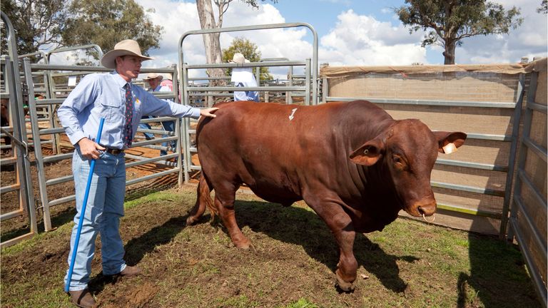 Cattleman at Yulgilbar bull sale, NSW, Australia Pic: AP