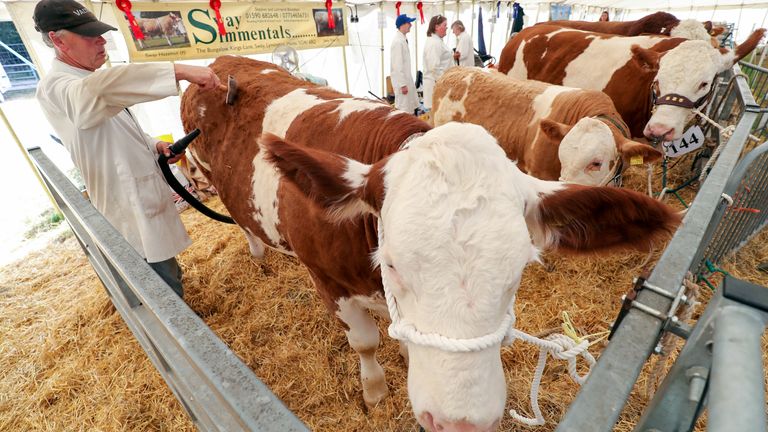 A Simmental cow is prepared for competition inside the cattle tent at the New Forest and Hampshire County Show in Brockenhurst, Hampshire. 25/7/2018
