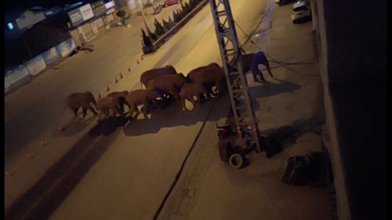 The herd has  been spotted spotted in urban areas. Pic: Eshan County Fang Yuan Car Care Center/ via Reuters