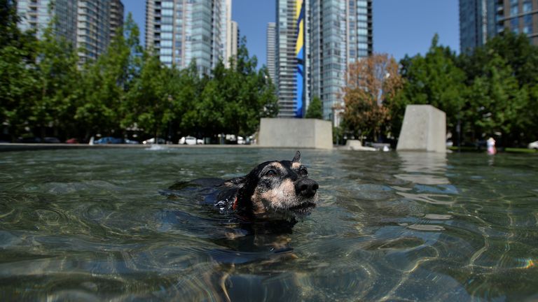 A German Pincer cools of in a fountain during scorching weather in Vancouver
