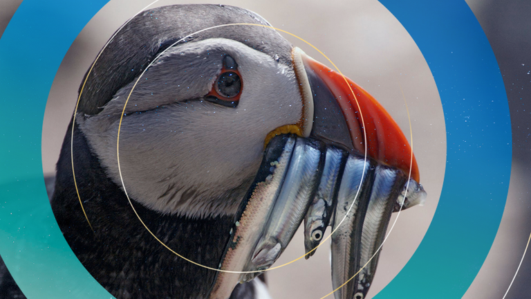 Puffin numbers have declined dramatically in the last few years