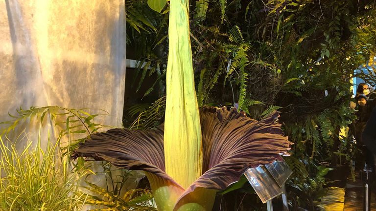 The endangered Sumatran Titan arum, or the corpse flower, at the rare moment of bloom for just a few hours, and emitting rotten meat odor, at the Warsaw University Botanical Gardens, in Warsaw, Poland, on Sunday, June 13, 2021. Hundreds of people waited for hours in cold wind to see the unusual flower, also known as Amorphophallus titanium, whose blooming is unpredictable and once in many years. Botanical gardens around the world help preserve this giant among flowers. (AP Photo/Monika Scislowsk