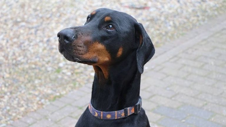 A Dobermann with natural ears. Pic: RSPCA