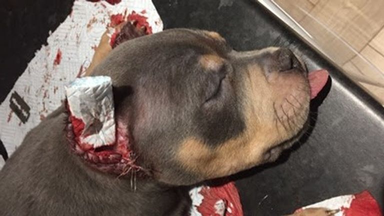 A bloody ear after cropping. Pic: RSPCA