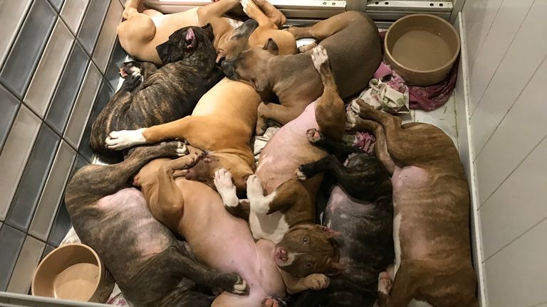 Zeus and the other eight puppies seized by police and the RSPCA in Bristol