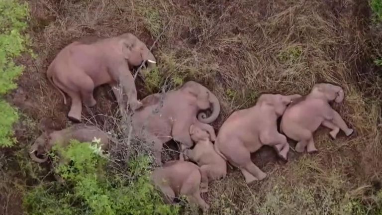 Elephants sleeping