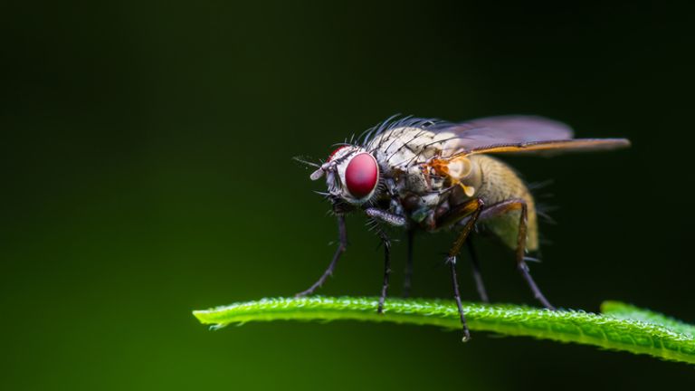 Fruit flies get more aggressive when food-deprived, but their behaviour plateaus after 24 hours. File pic
