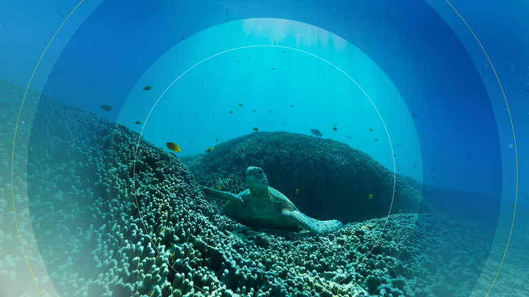 Les océans du monde abritent la majeure partie de la biodiversité terrestre