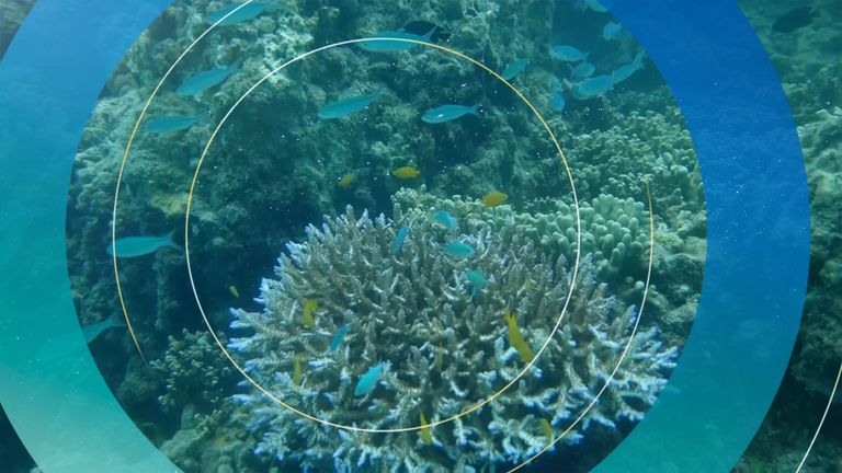 Why Is The Great Barrier Reef 'in Danger'? | News UK Video News | Sky News