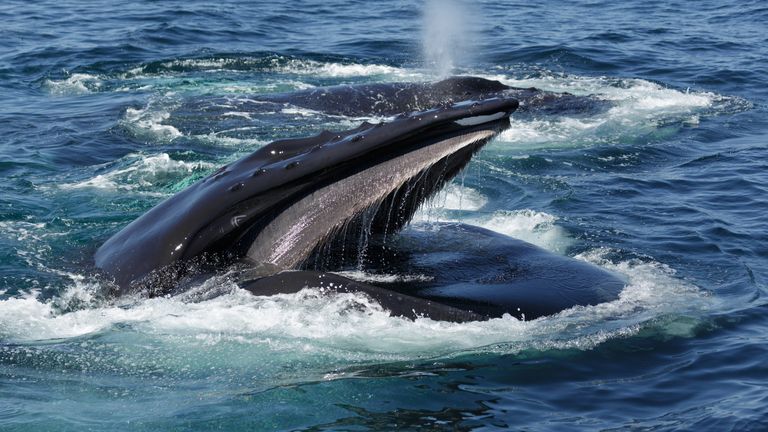 Lobster diver feared he would die after getting caught in humpback whale&#39;s  mouth | US News | Sky News