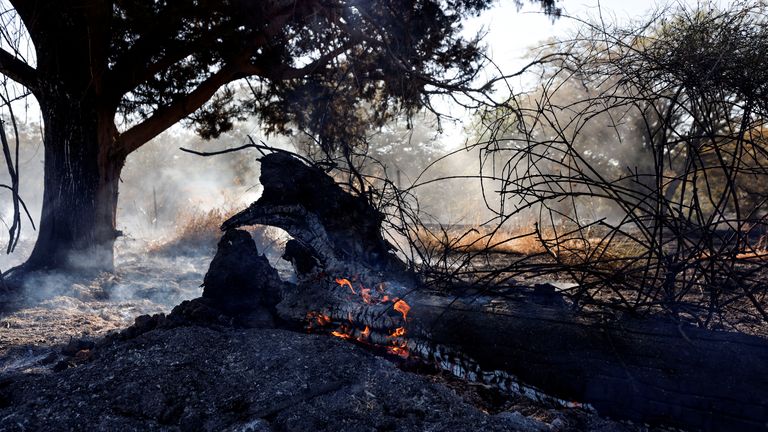 A tree in a field catches fire after Palestinians in Gaza sent incendiary balloons over the border between Gaza and Israel, Near Nir Am June 15,2021. REUTERS/Amir Cohen