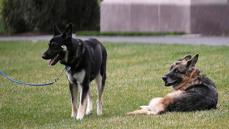 Champ (right) died after 13 years with the Biden family. Pic AP 