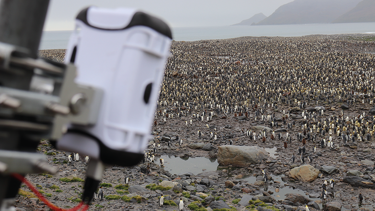 Lacuna sensors have been used to monitor king penguins. Credit: Lacuna Space