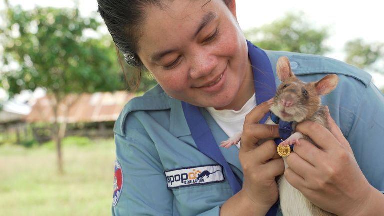 Magawa, die Ratte, die Landminen entdeckt, steht kurz davor, in Rente zu gehen.  Bild: AP/PDSA/Titelbilder