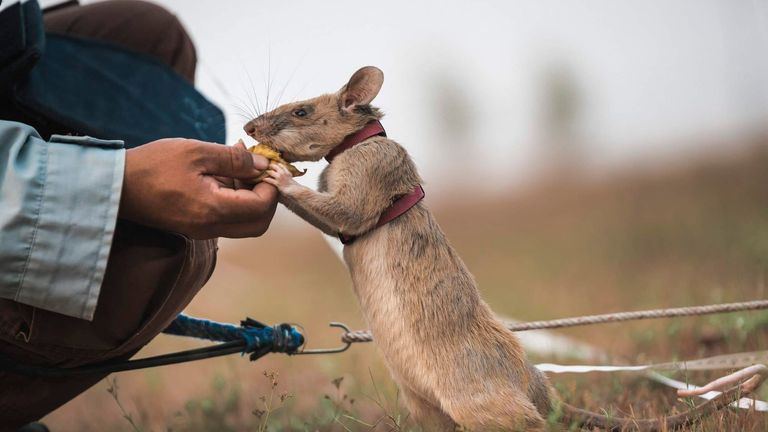 Magawa the landmine-detecting rat is retiring after five years. Pic: AP/PDSA/Cover Images