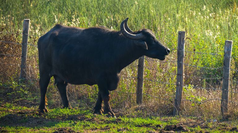 Mediterranean water buffalo in a field in Italy