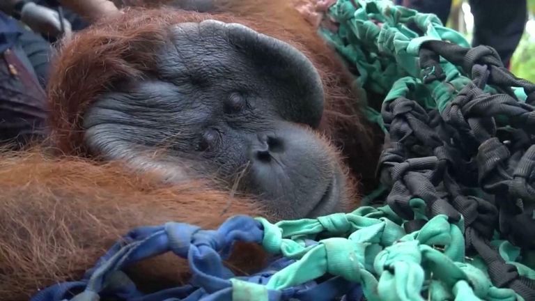 Bornean orangutan called &#34;Jala&#34;