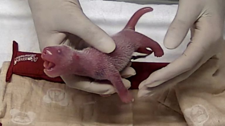 A staff member holds one of the newly-born twin pandas