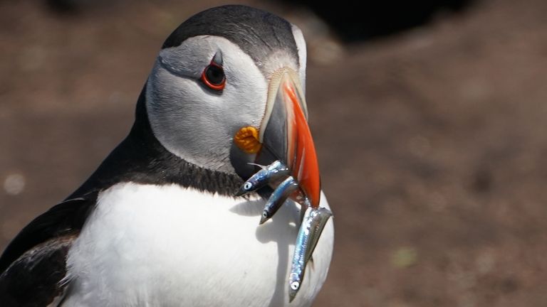 A puffin on the Farne Islands holds fish in its beak. Breeding Arctic terns, puffins, guillemots and shags all suffered losses due to significant rainfall on the Farne Islands earlier this month as the chicks and pufflings (baby puffins) were at their most vulnerable. 125mm of rainfall fell in just 24 hours on 13 June 2019, five times the amount that fell in the whole of June the previous year (24.8mm).
