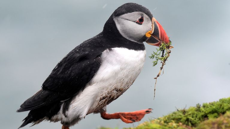 An Atlantic Puffin is seen in the rain on Skomer Island, off the coast of Pembrokeshire, Wales, Britain, May 24, 2021. Picture taken May 24, 2021. REUTERS/Rebecca Naden TPX IMAGES OF THE DAY
