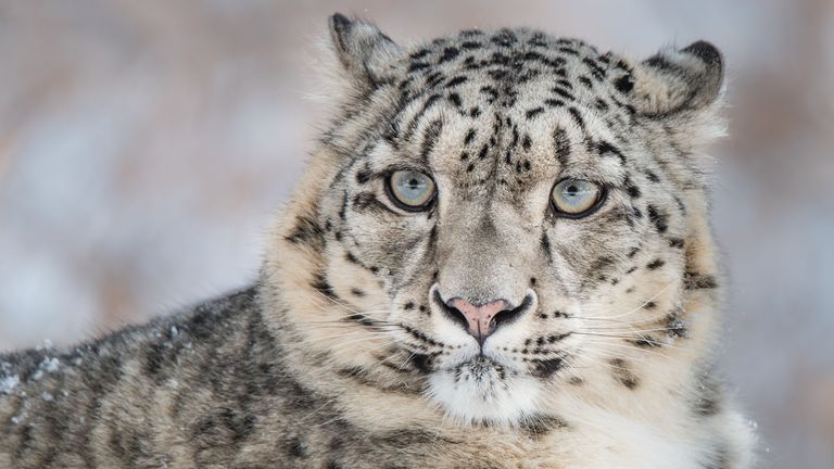 There could be as few as 4,000 snow leopards left in the wild