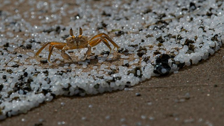 A crab roams on a beach polluted with polythene pellets that washed ashore from burning ship MV X-Press Pearl anchored off Colombo port at Kapungoda, out skirts of Colombo, Sri Lanka, Monday, May 31, 2021. Pic: AP