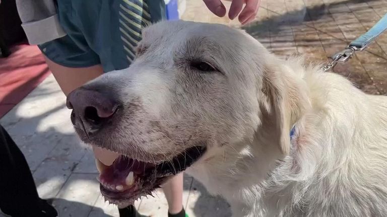 Therapy dogs bring comfort to victims after building collapse