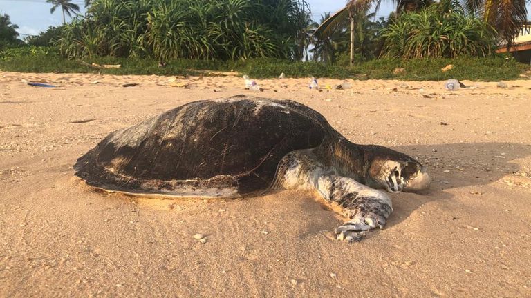 A dead turtle washed up on the beach after the disaster.  pic: great roar