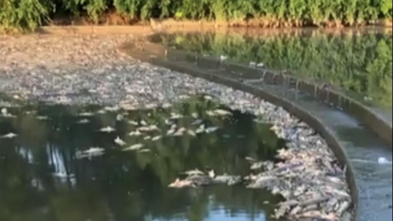 Missouri officials said more than 50,000 fish were found dead in a Kansas City stream in a “fish kill” that affected more than four miles of water.