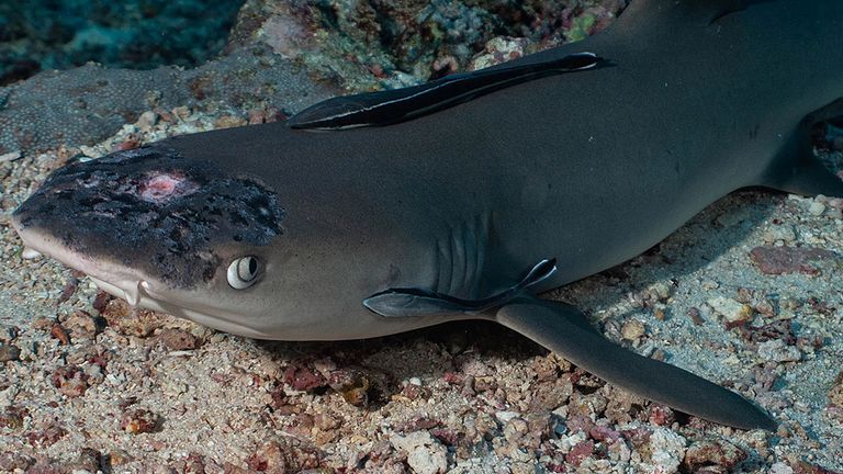A whitetip reef shark with white spots and lesions, said by marine biologists could be linked to rising sea temperatures, lies on the seabed off the coast of Sipadan Island, Malaysia in this picture obtained from social media.