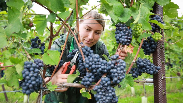 Climate change and the longer summers in England and Wales will help wine-growing 