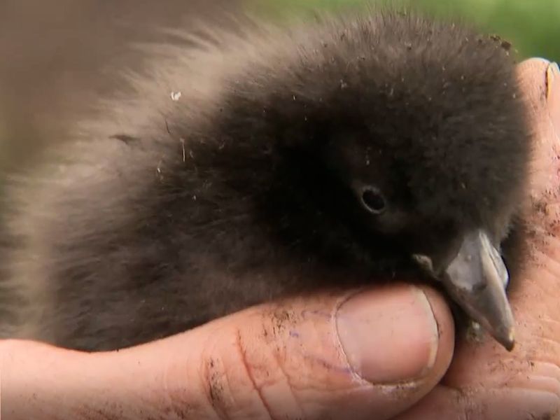 A Puffin Comeback, Science