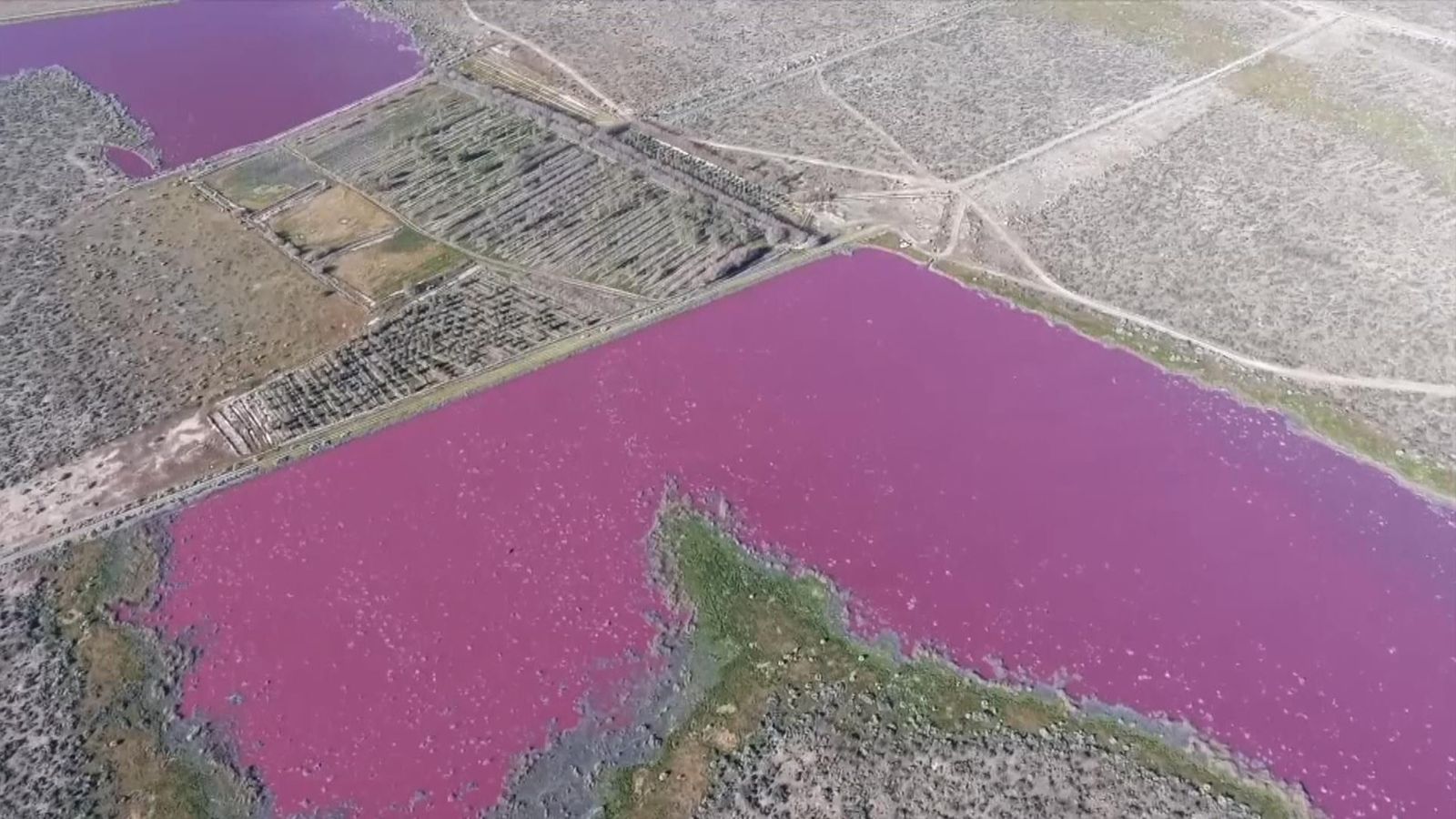 Pink Pollution Pollution turns Argentina lake bright pink, leaving local ...